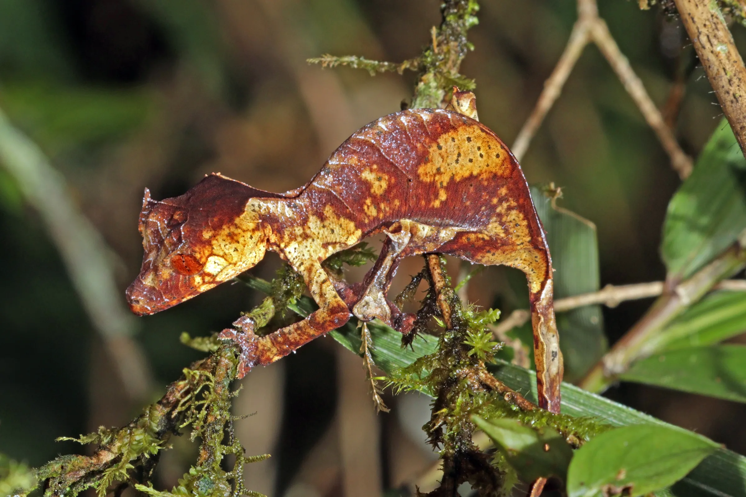 Gecko à queue de feuille satanique (Uroplatus phantasticus) sur une branche