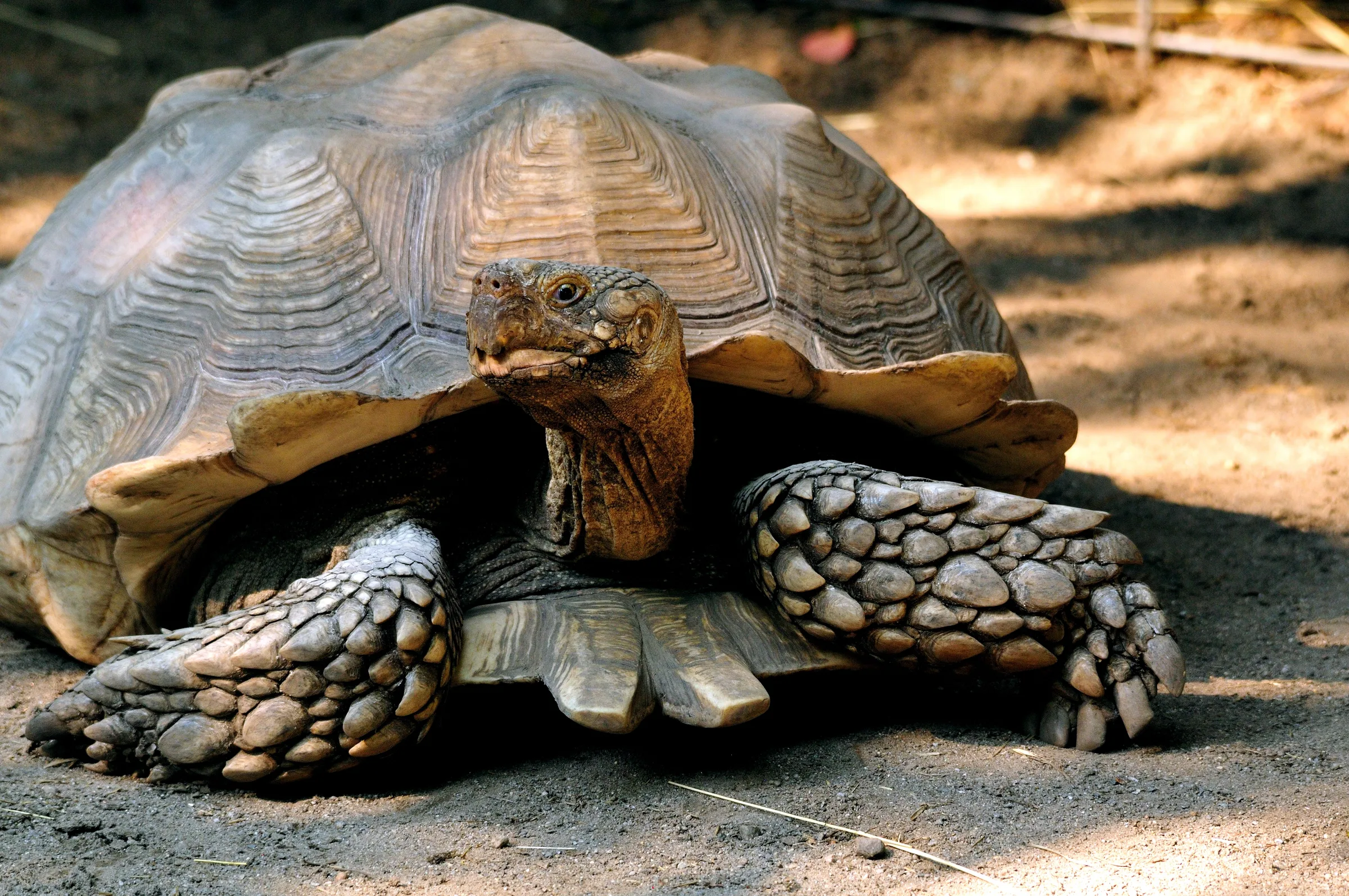 Tortue sillonnée adulte, tête dressée et pattes avant écailleuses, sur sol sablonneux
