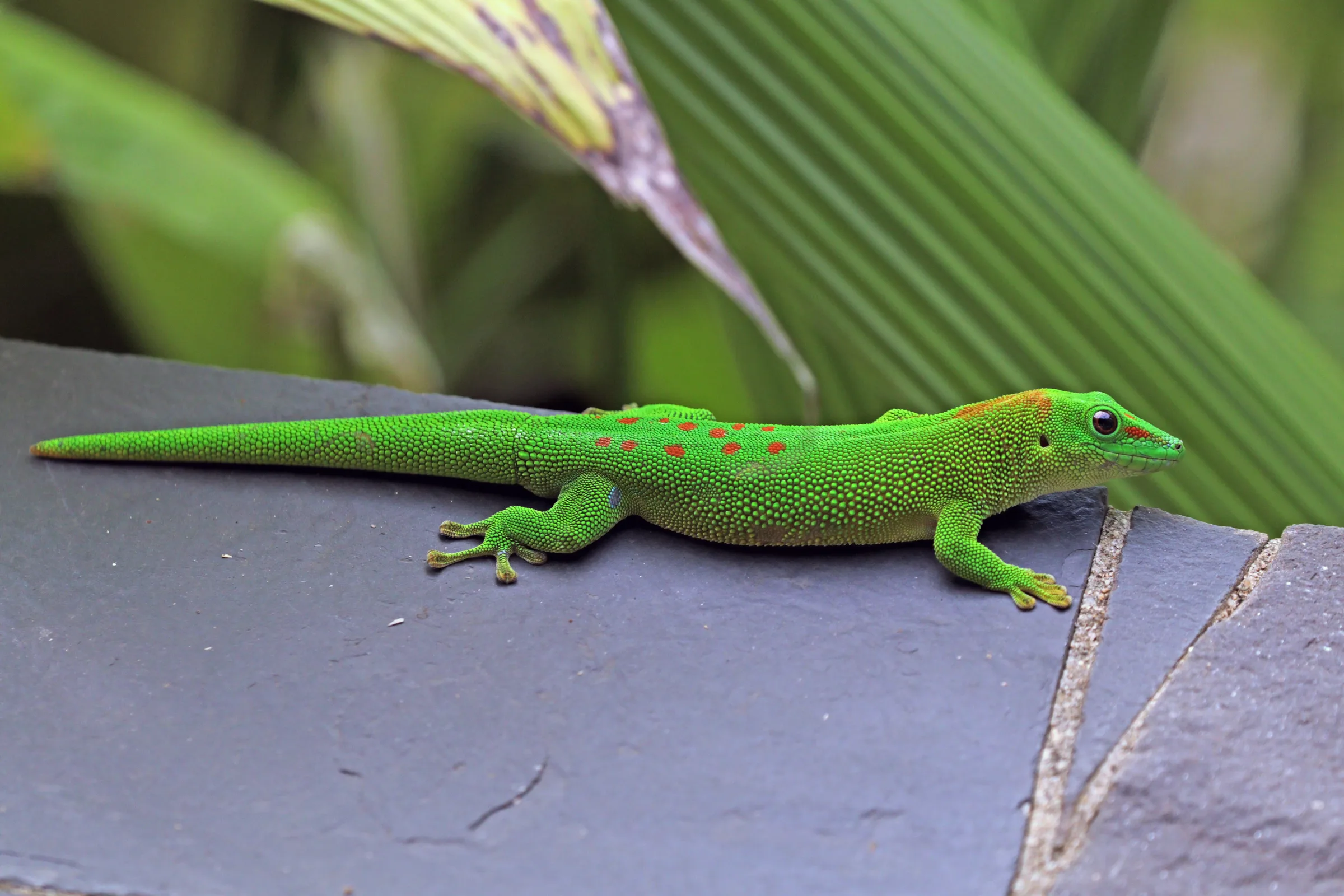 Gecko géant de Madagascar adulte, vert vif tacheté de rouge, posé sur une pierre en milieu naturel