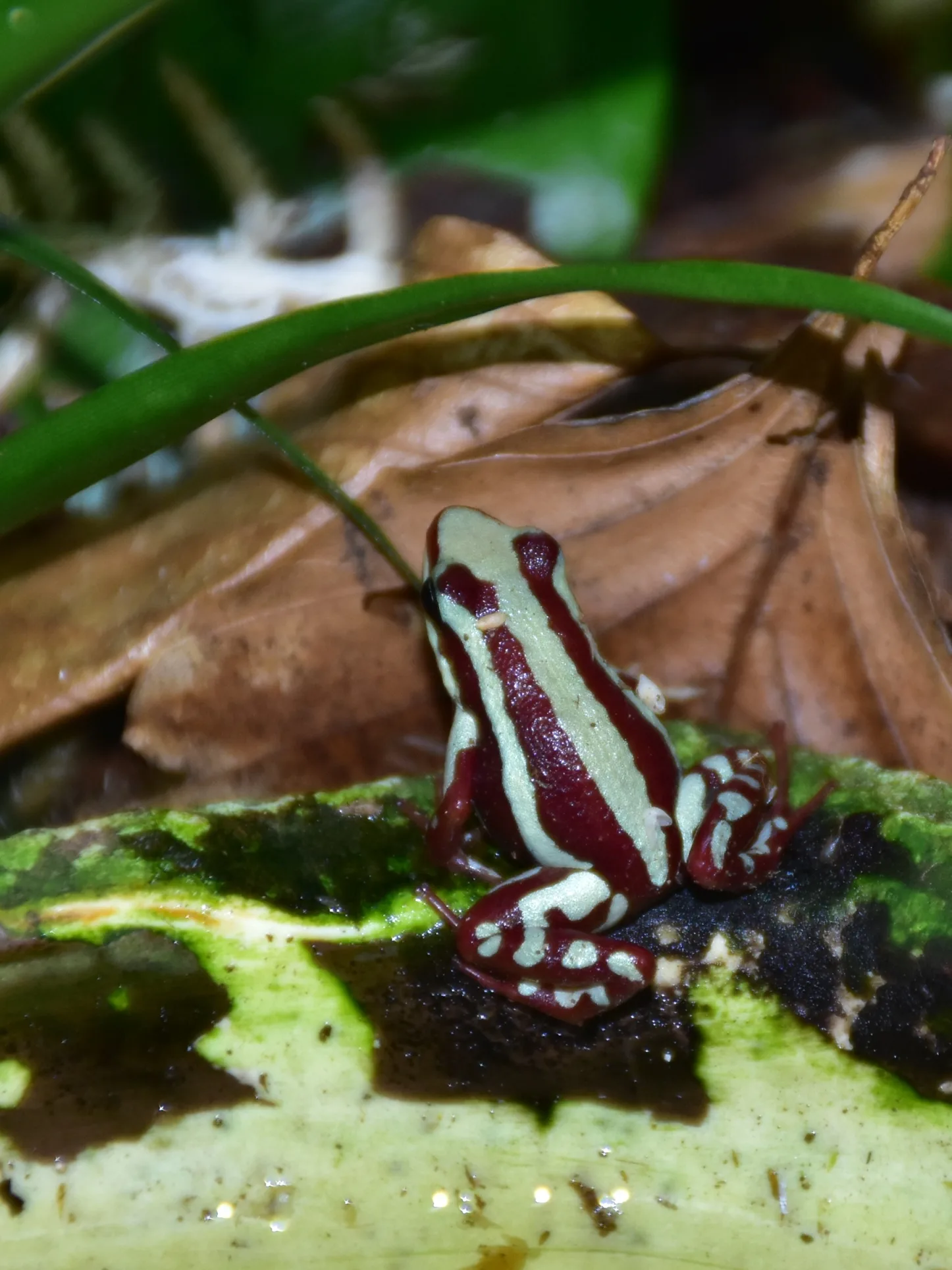 Dendrobate anthonyi (Epipedobates anthonyi) en gros plan