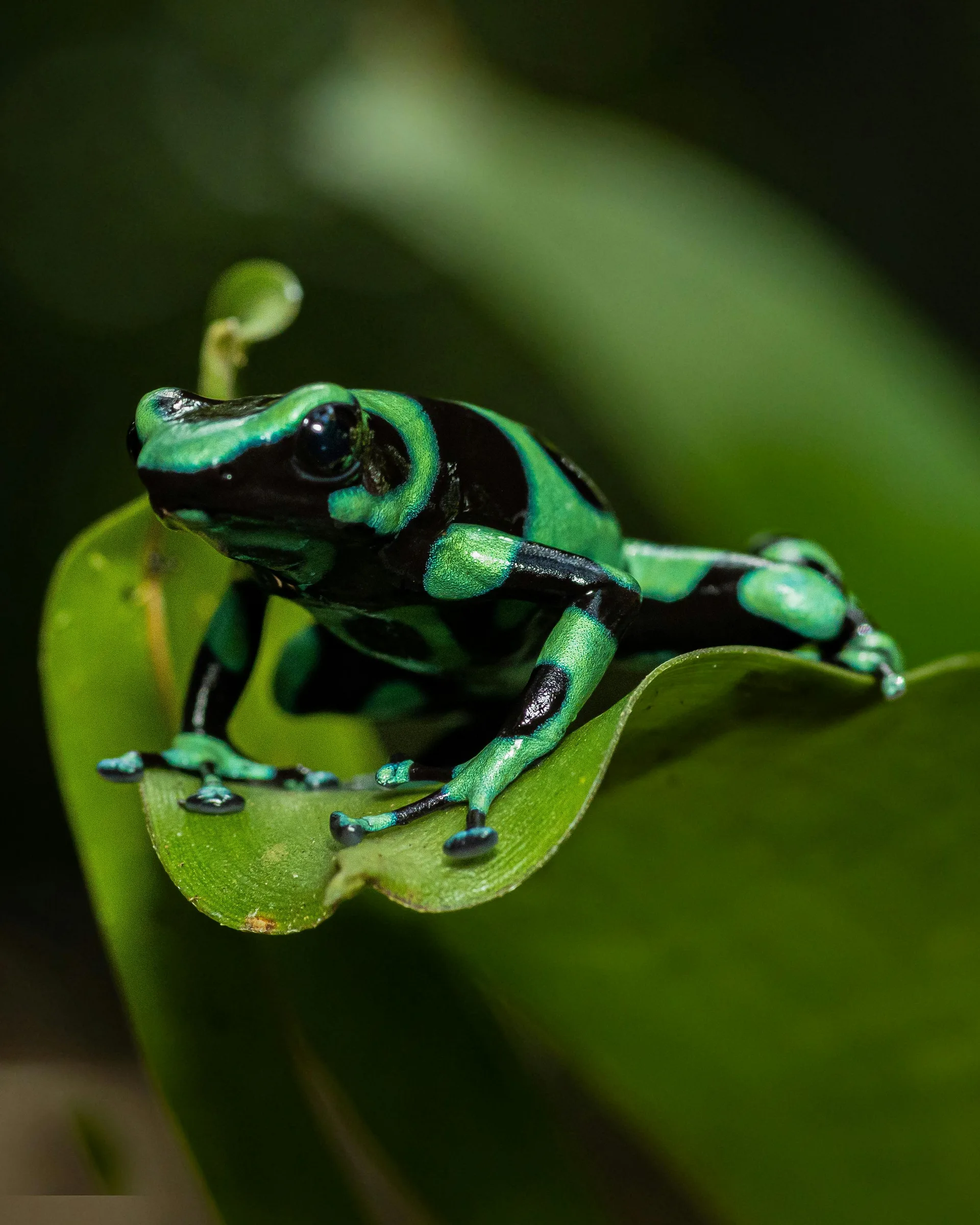 Dendrobate vert et noir