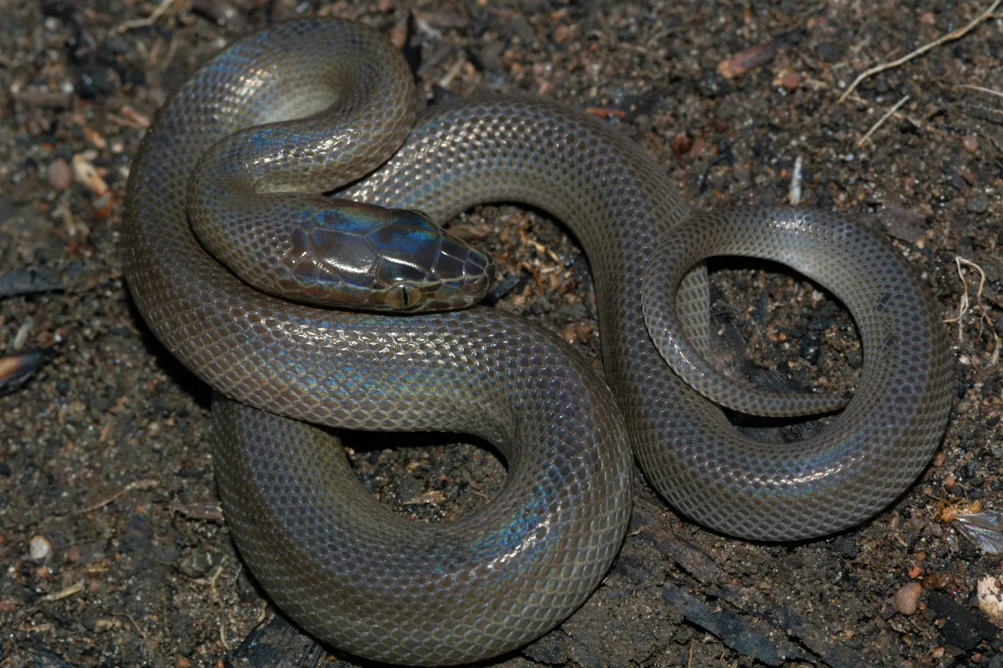 Serpent des maisons africain adulte enroulé sur un sol de terre sombre