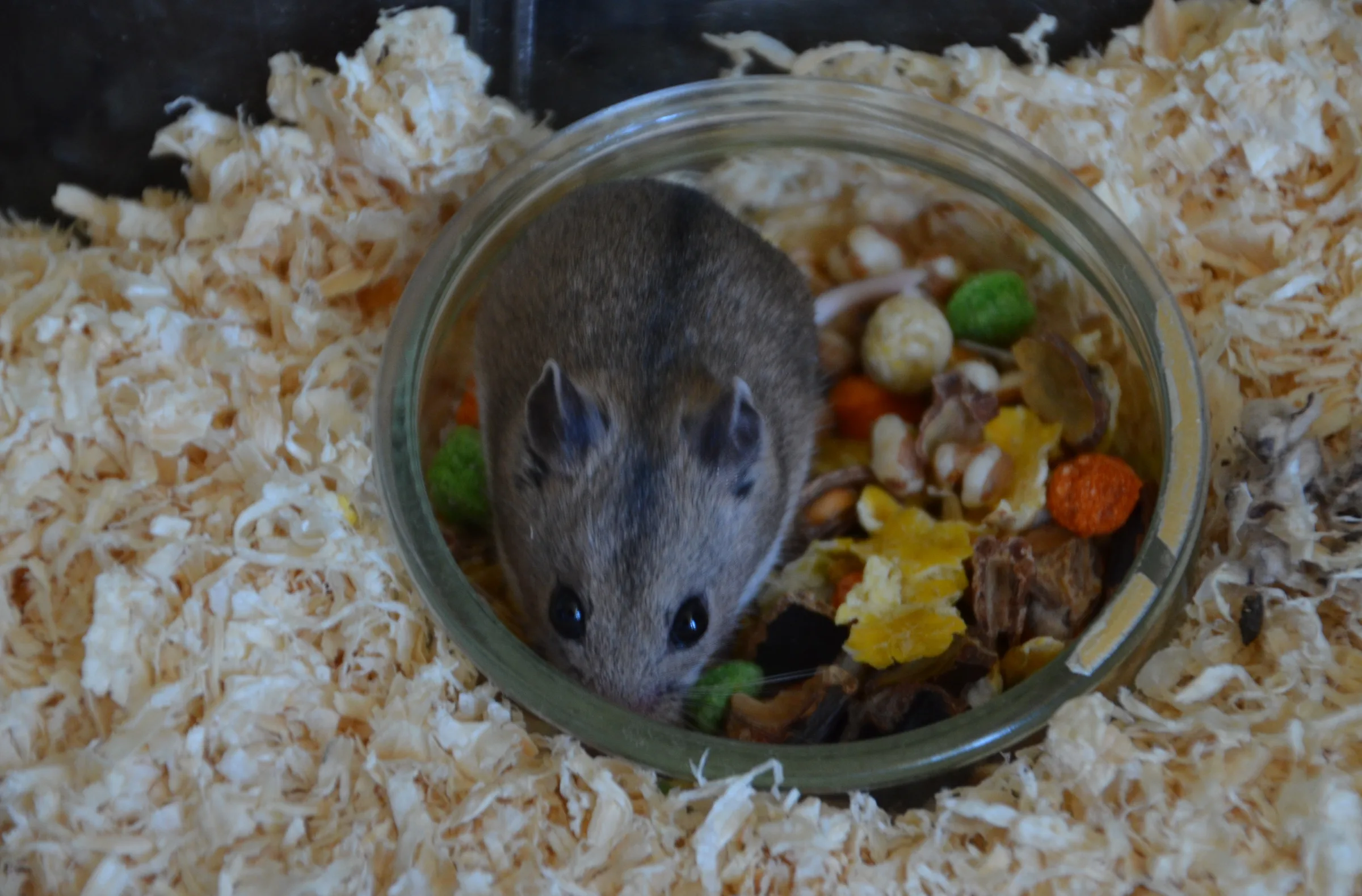 Hamster de Chine adulte dans une écuelle de graines posée sur un lit de copeaux de bois