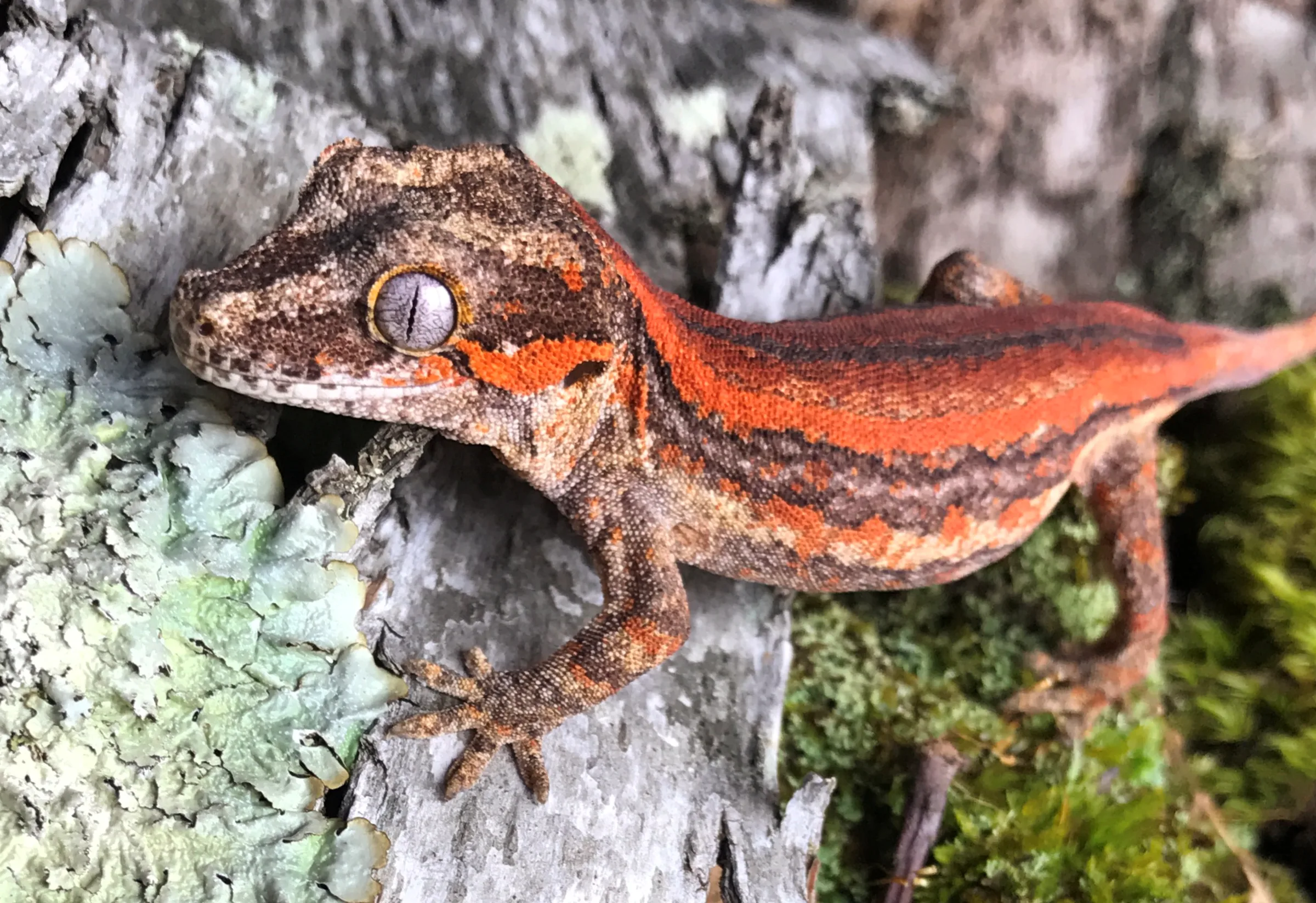 Gecko gargouille adulte au motif rouge strié, agrippé à une écorce couverte de lichen