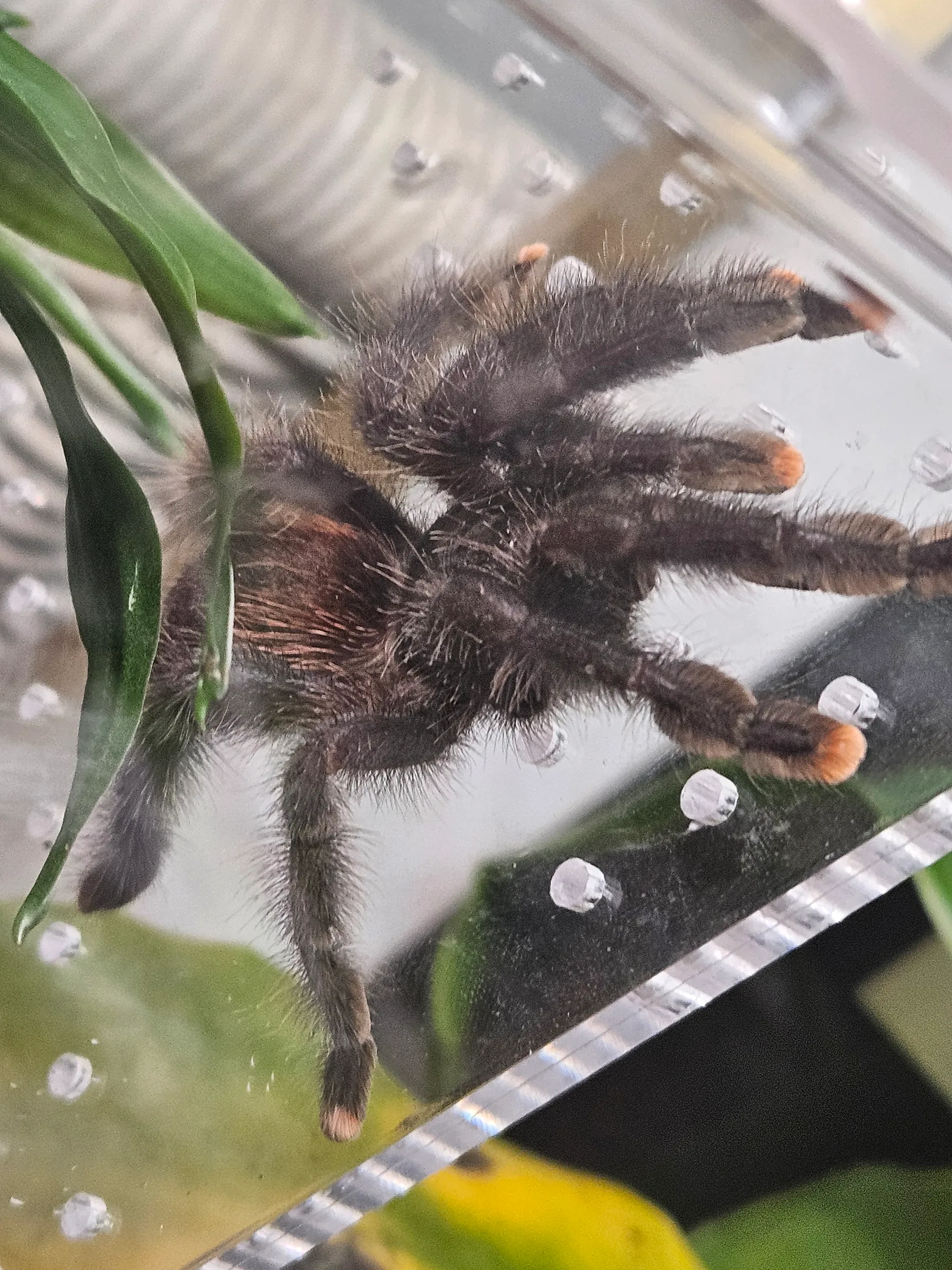 Mygale à pattes roses (Avicularia avicularia) en gros plan