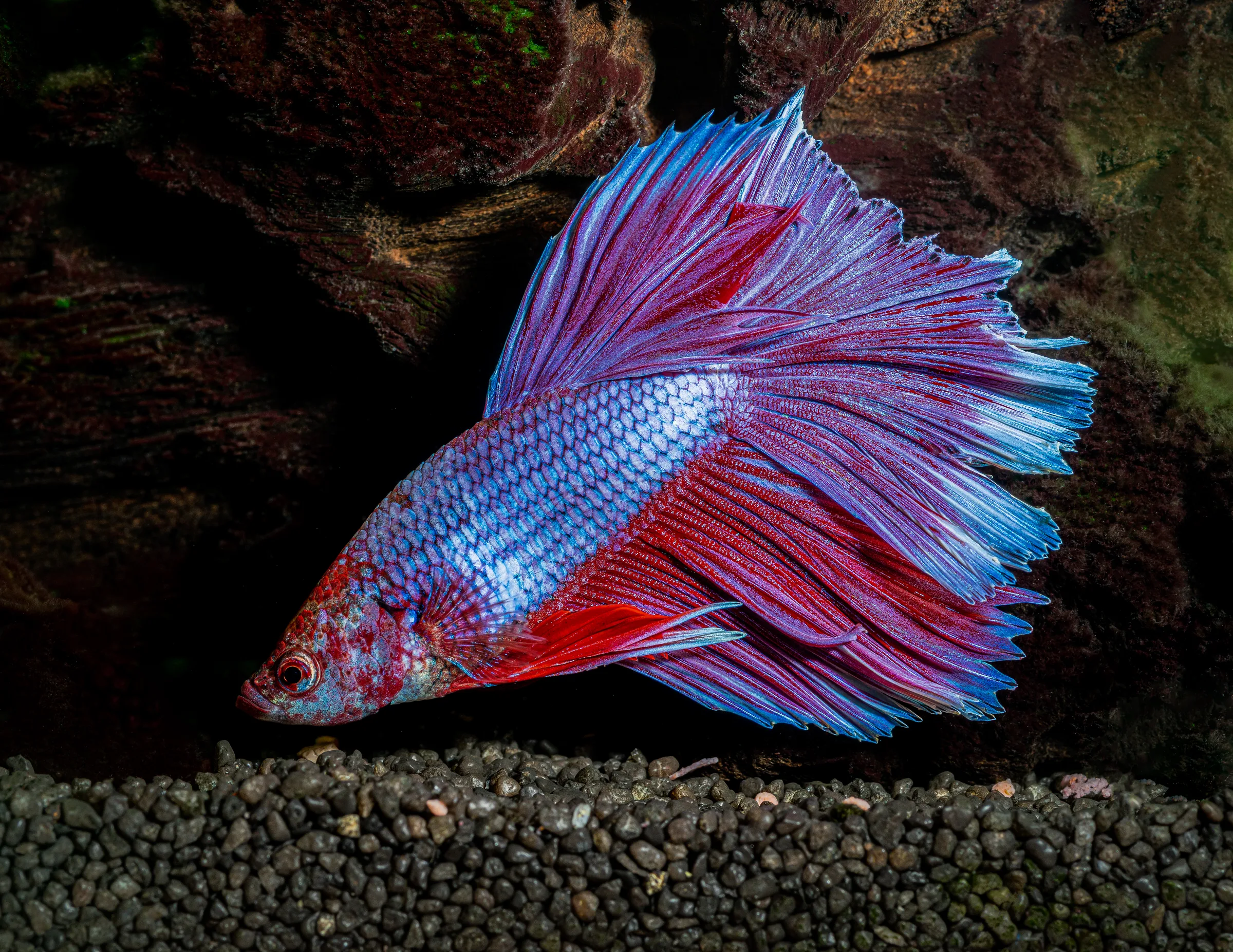 Poisson combattant (Betta splendens) mâle aux nageoires rouges et bleues déployées, dans un aquarium planté