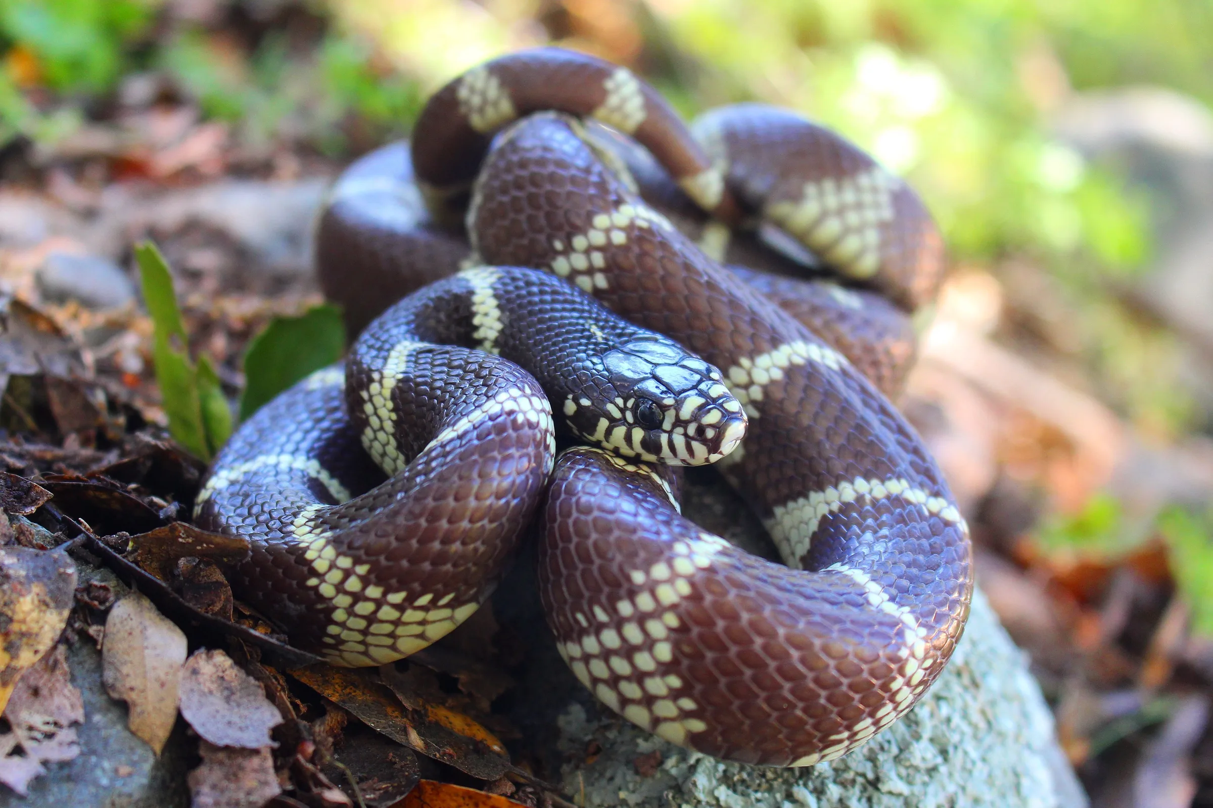 Serpent roi de Californie adulte lové sur une pierre, tête relevée