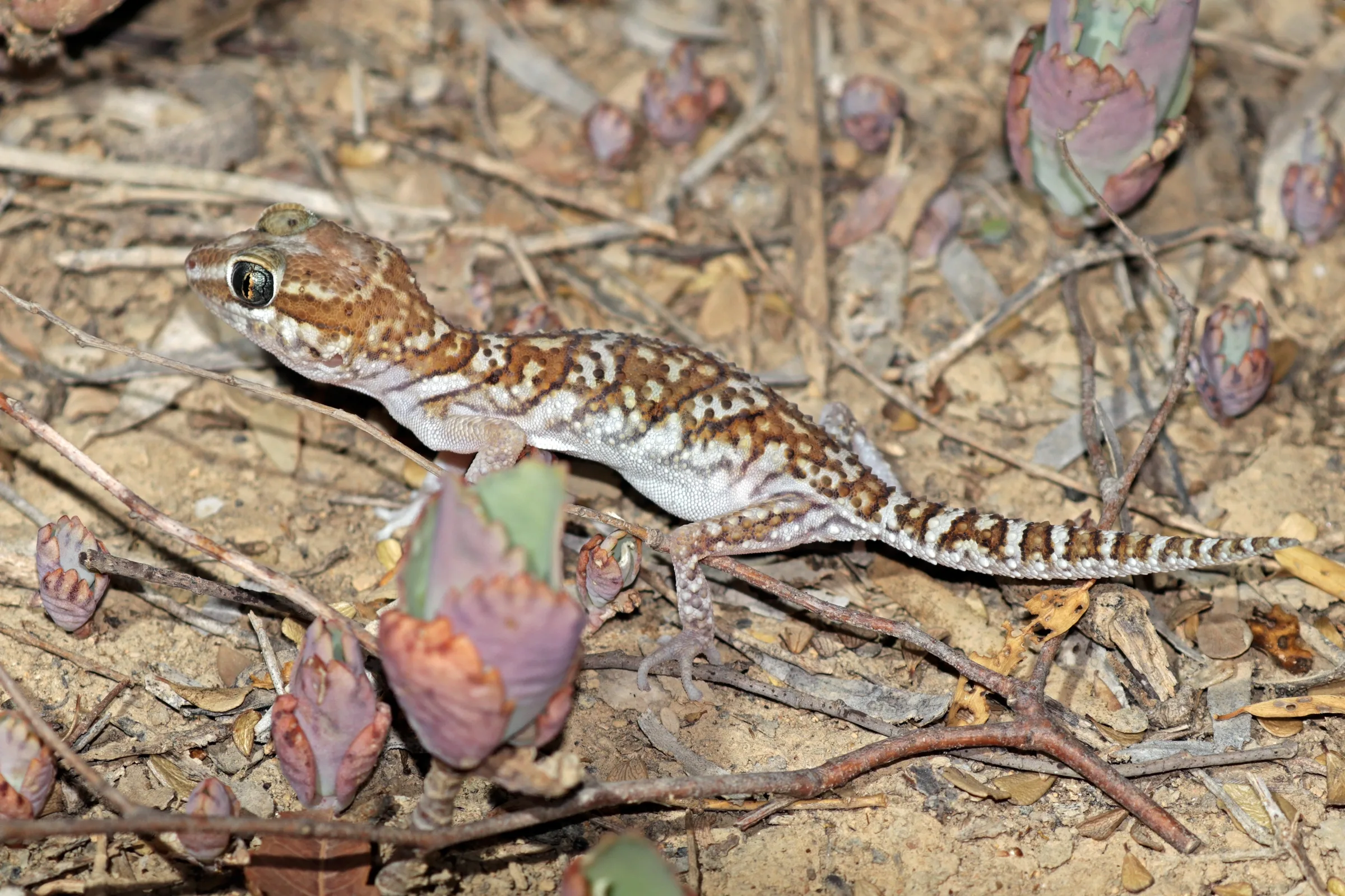 Gecko panthère de Madagascar adulte sur un sol sableux jonché de brindilles